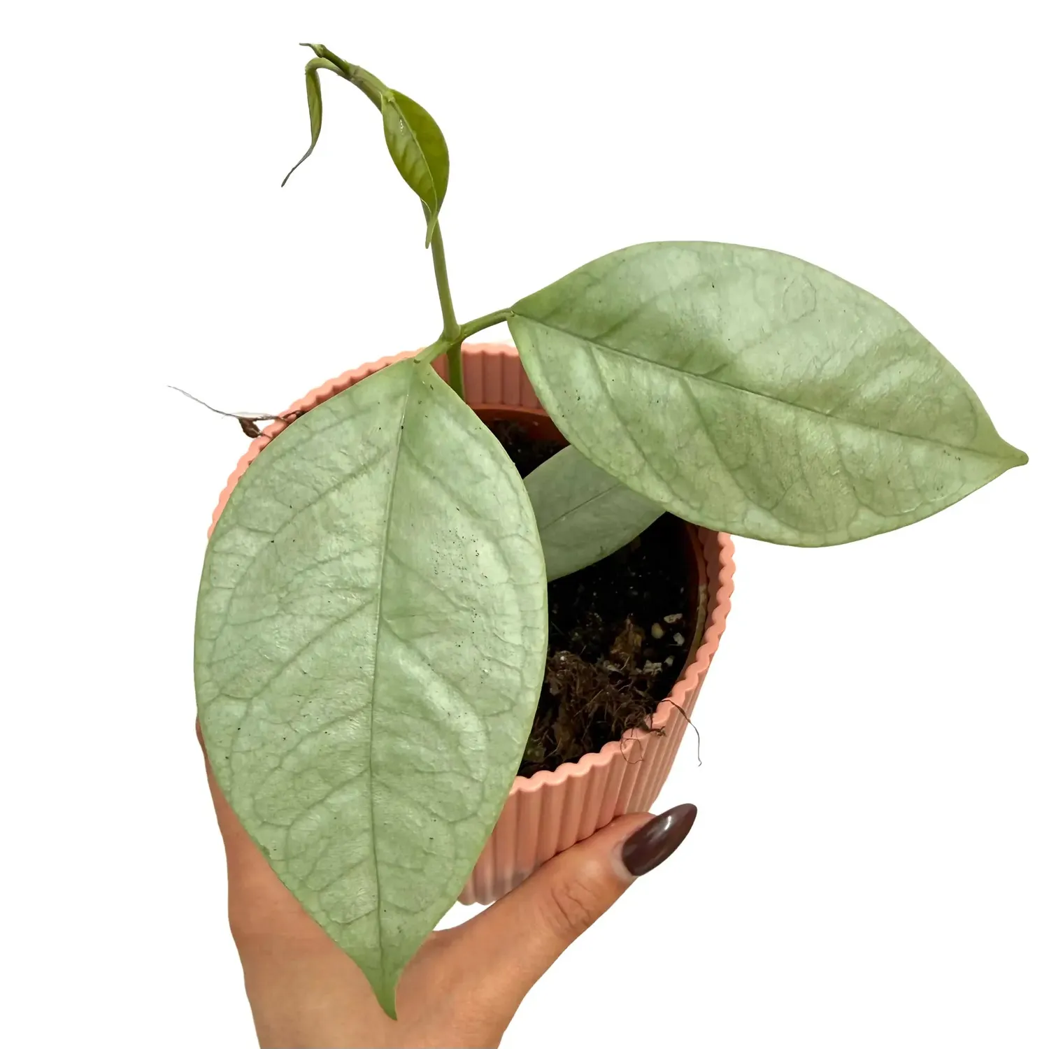 Plant and Stories Hoya Coriacea Silver plante pot 10,5 cm