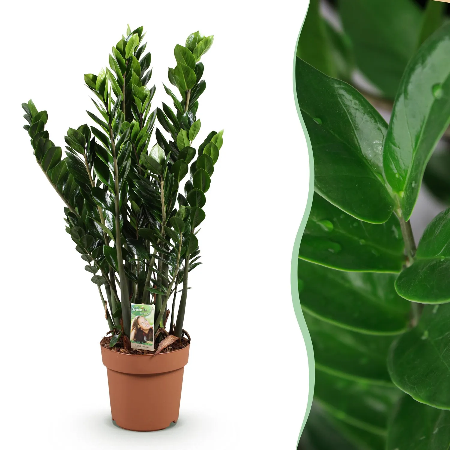 Plant and Stories Zamioculcas ZZ plante verte pot 17 cm