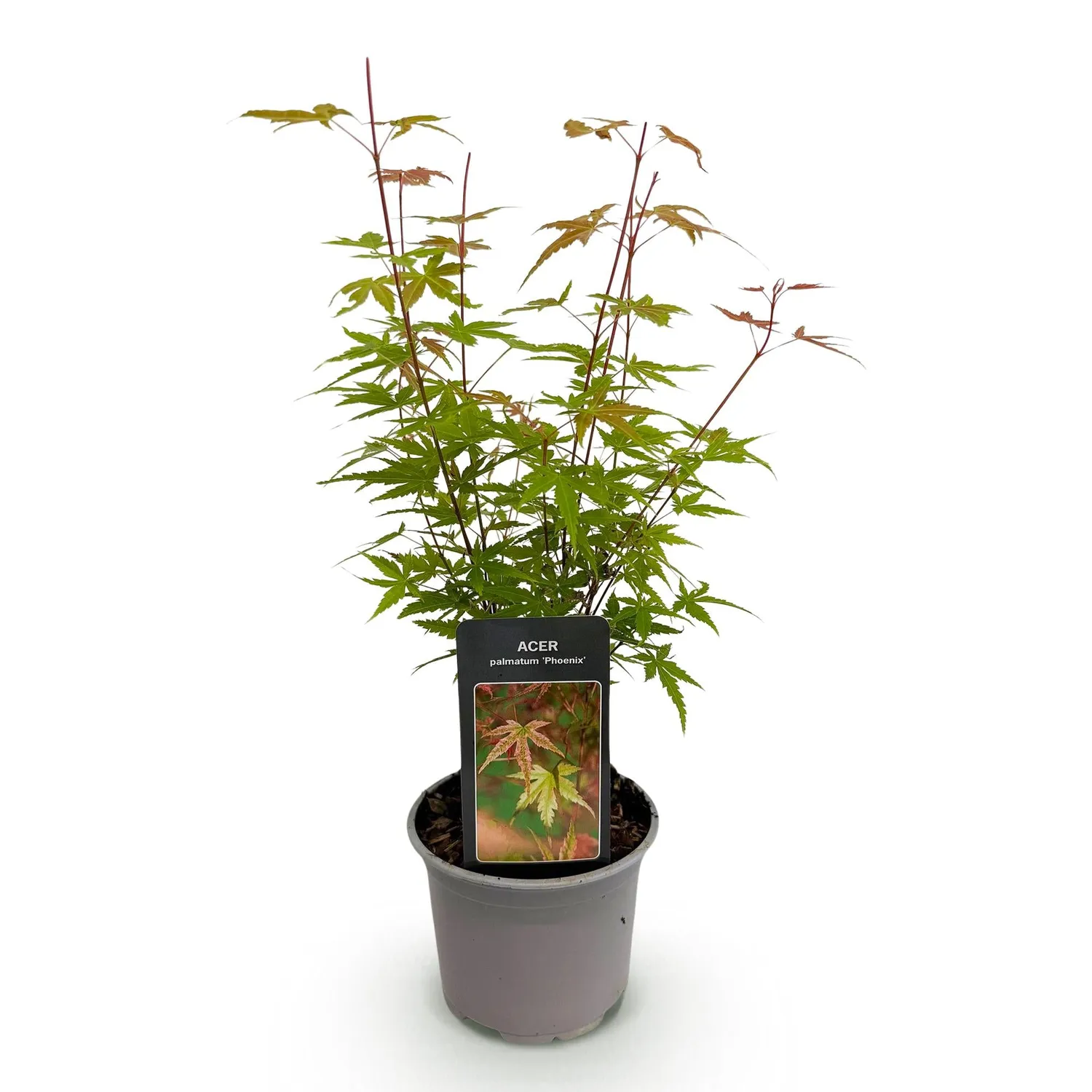 Plant and Stories Érable Japon Phoenix arbuste pot 12 cm orange
