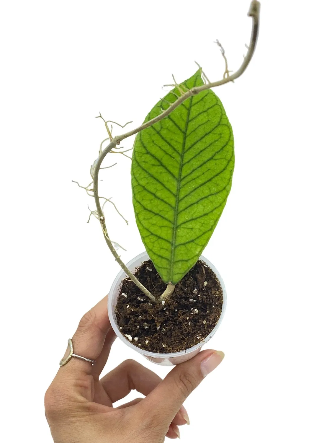Plant and Stories Hoya sp Sabah EPC-961 plante pot 9cm velours