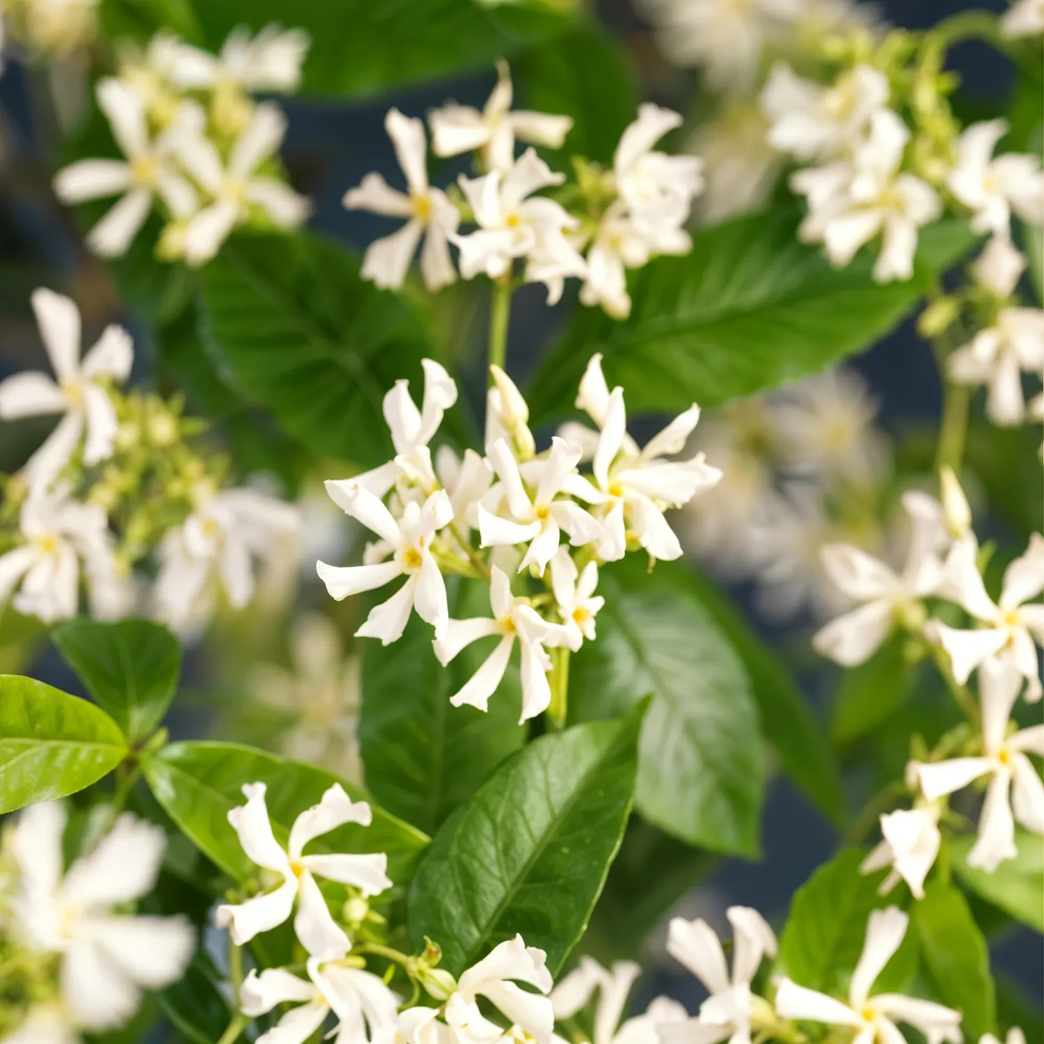 Plant and Stories Jasmin étoilé grimpante lot de 2 parfumée