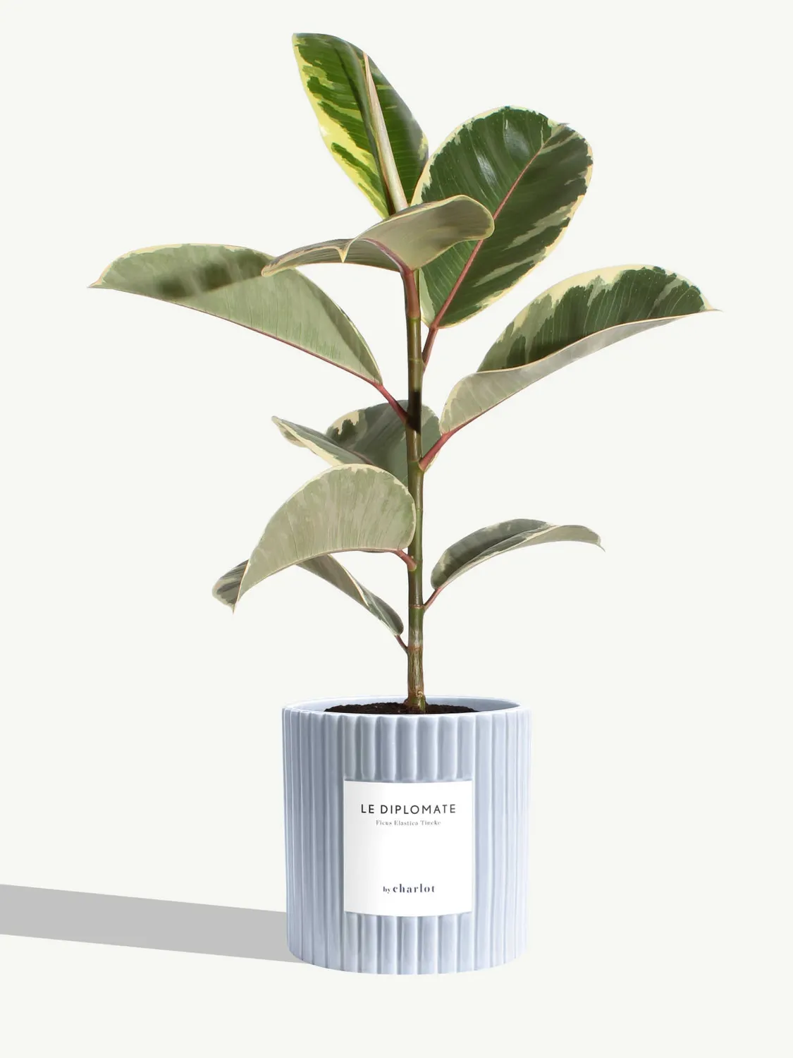 By Charlot Le Diplomate ficus tineke plante verte 45 cm