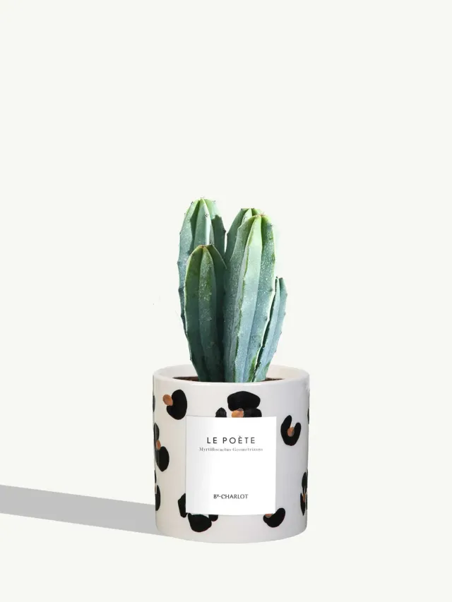 By Charlot Le Poète cactus pot S Myrtillocactus