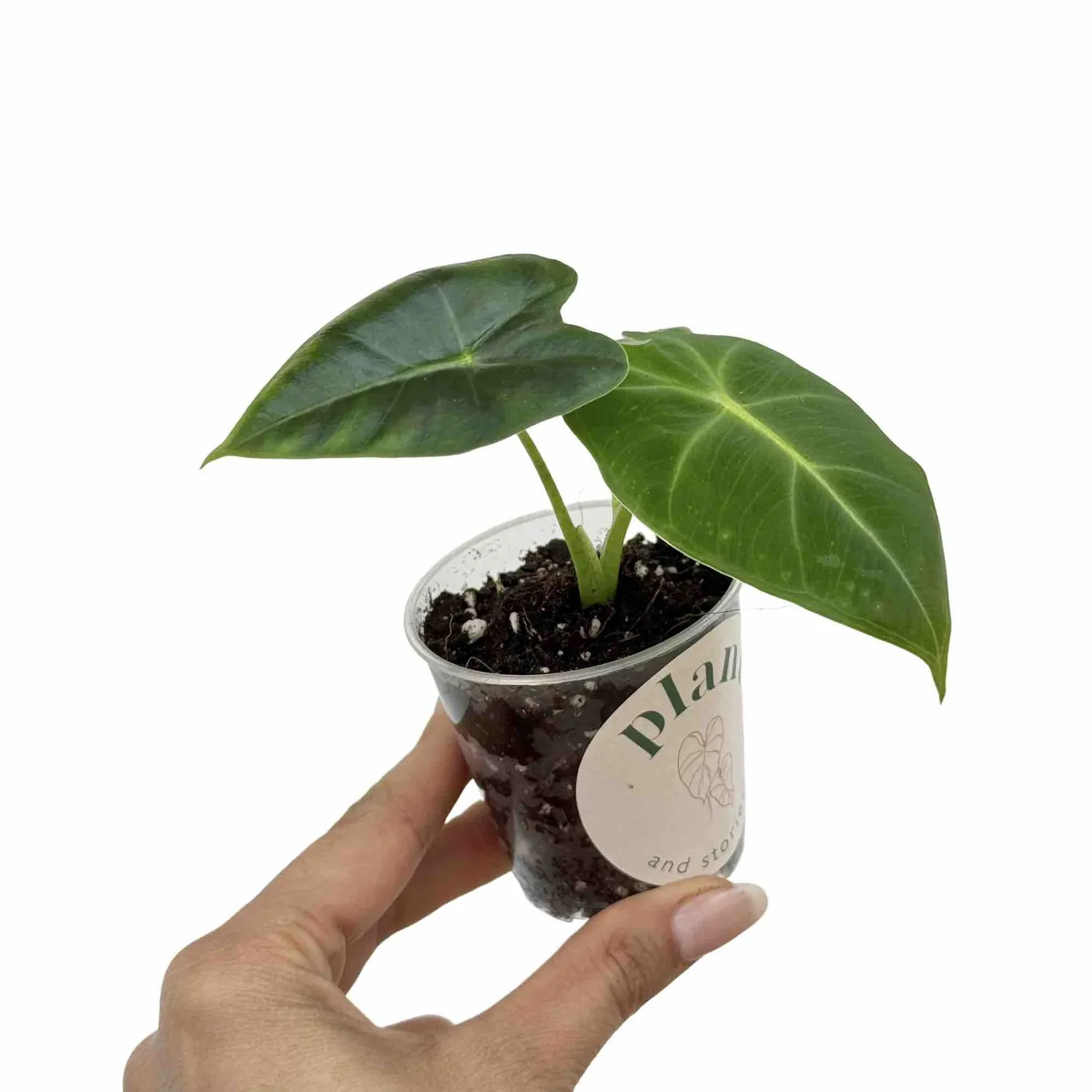 Plant and Stories Frydek alocasia micholitziana velours pot 6 cm