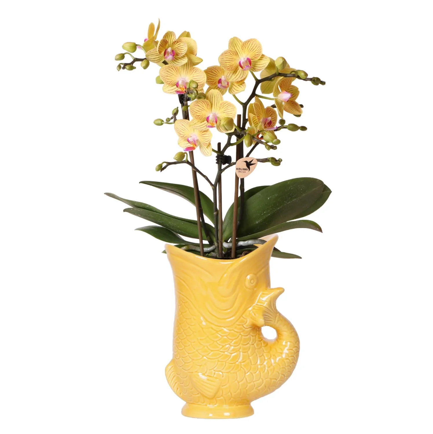 Plant and Stories Phalaenopsis Lima orchidée jaune pot 9 cm