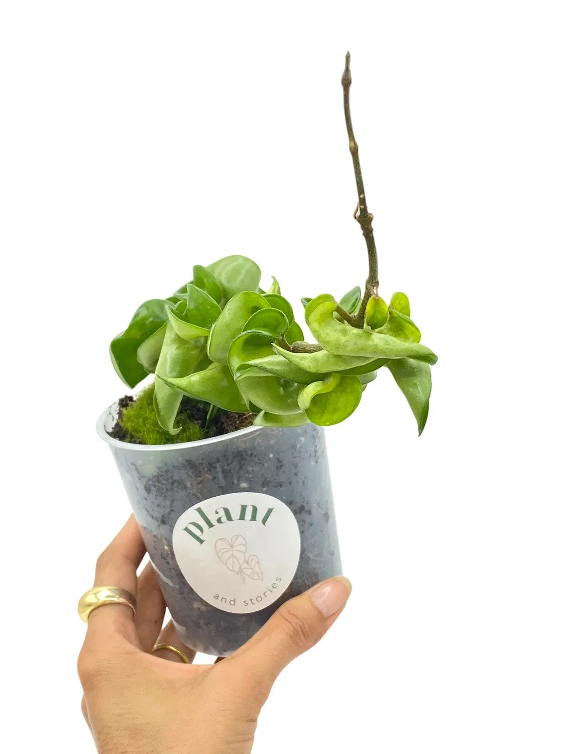 Plant and Stories Carnosa Compacta hoya plante pot 6cm torsadée