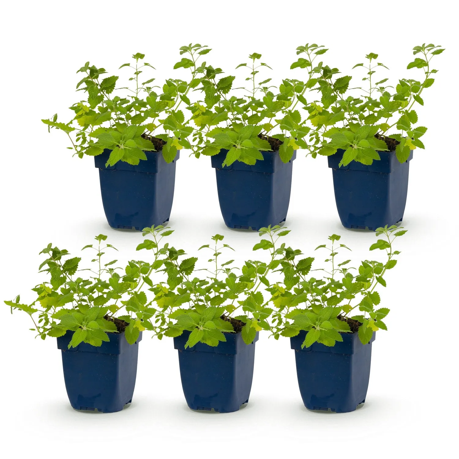 Plant and Stories Six Hills Giant népéta bleu 6 pots 11 cm