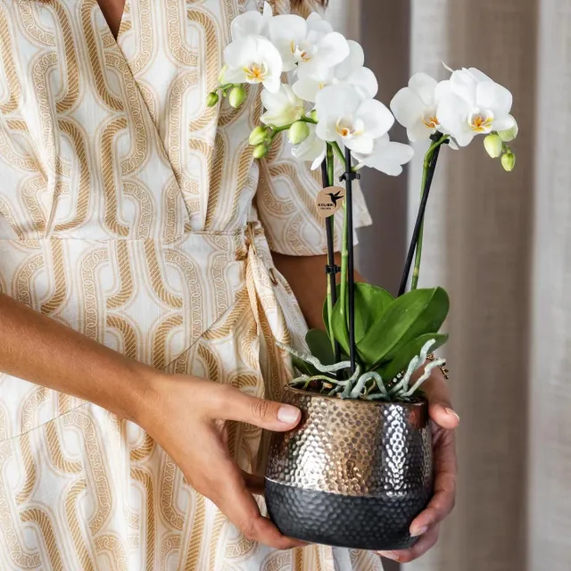 Plant and Stories Elite cache-pot céramique doré 9 cm