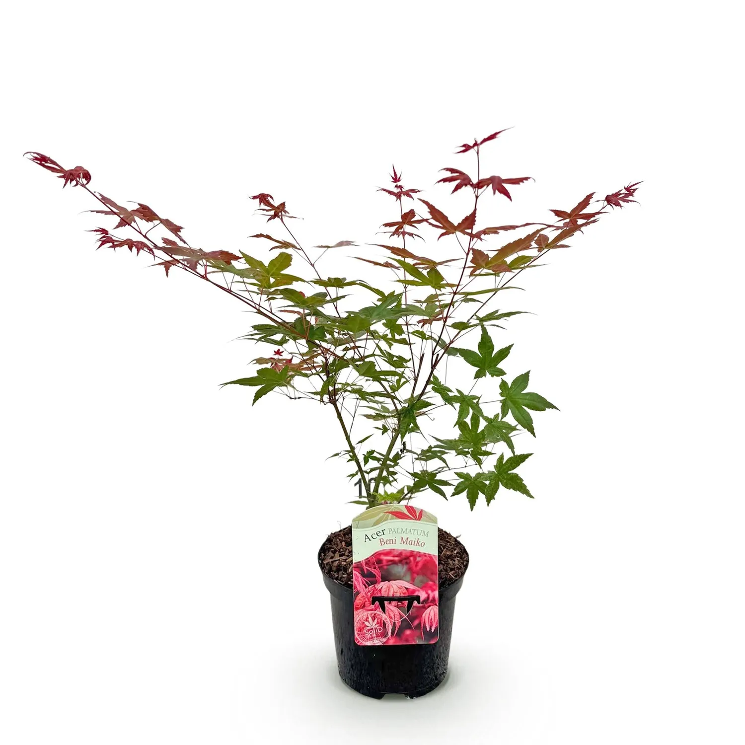 Plant and Stories Beni Maiko érable du Japon 1 plant rouge