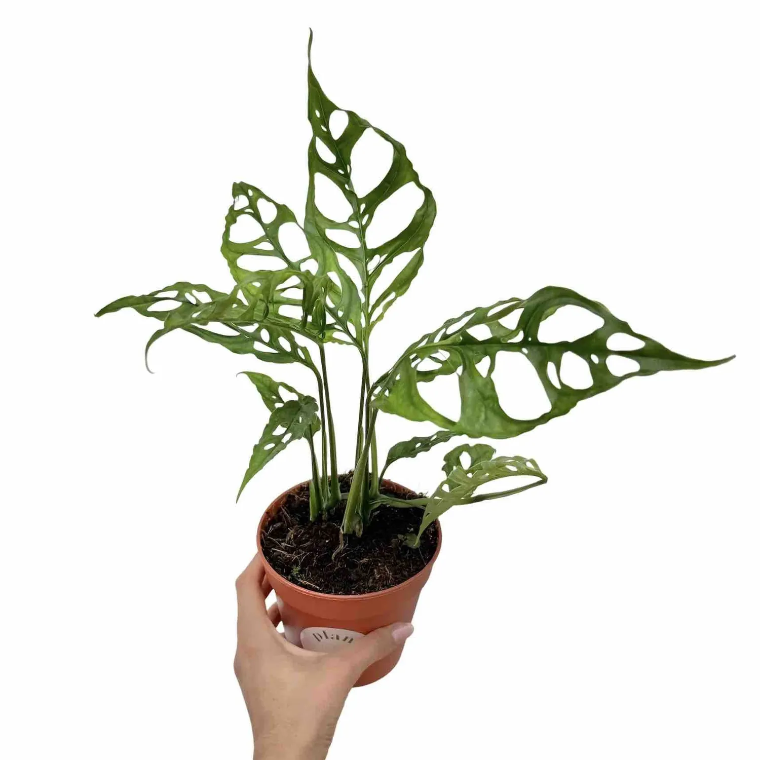 Plant and Stories Monstera Obliqua Peru plante d'intérieur pot 6cm dentelle