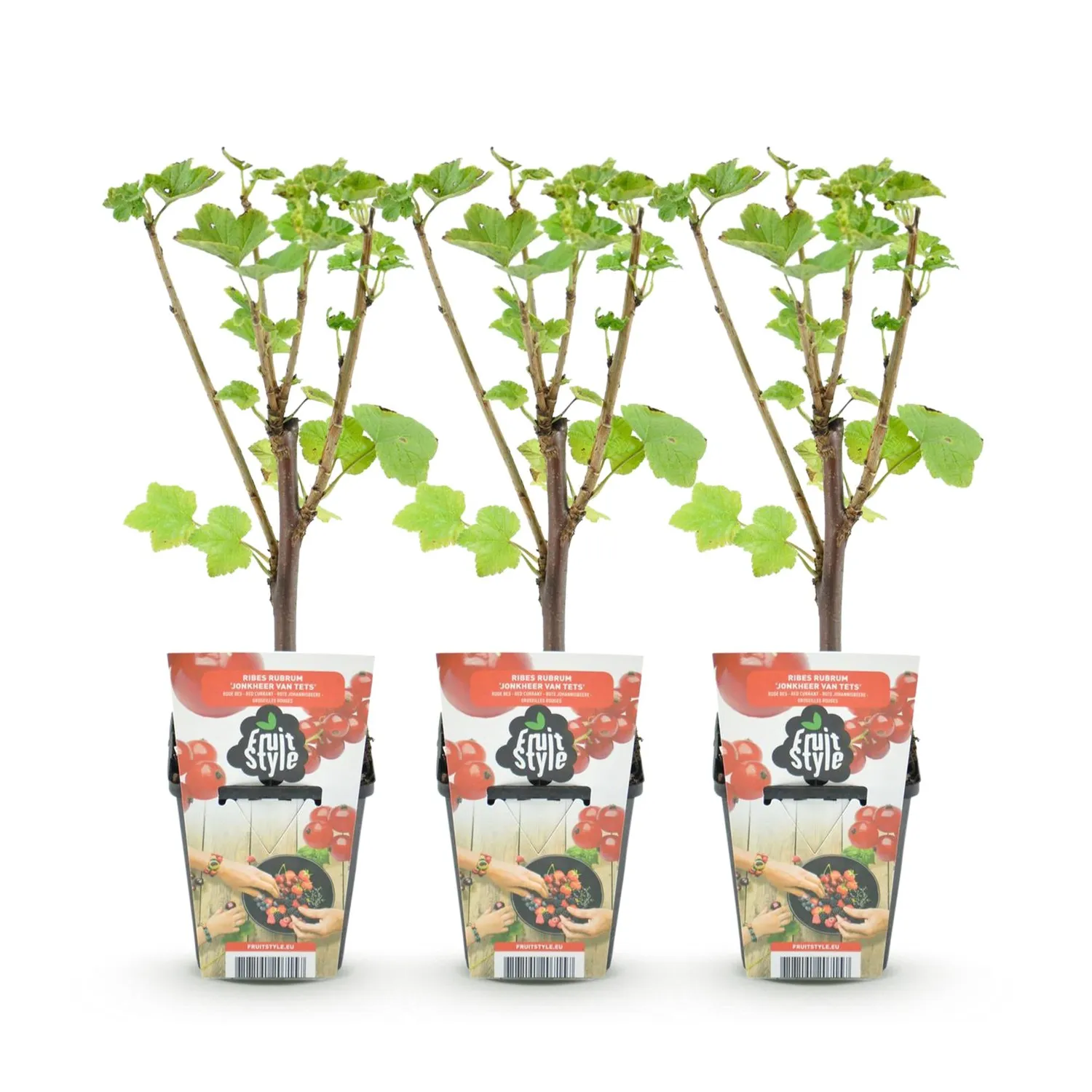 Plant and Stories Jonkheer van Tets groseillier 3 plants rustique