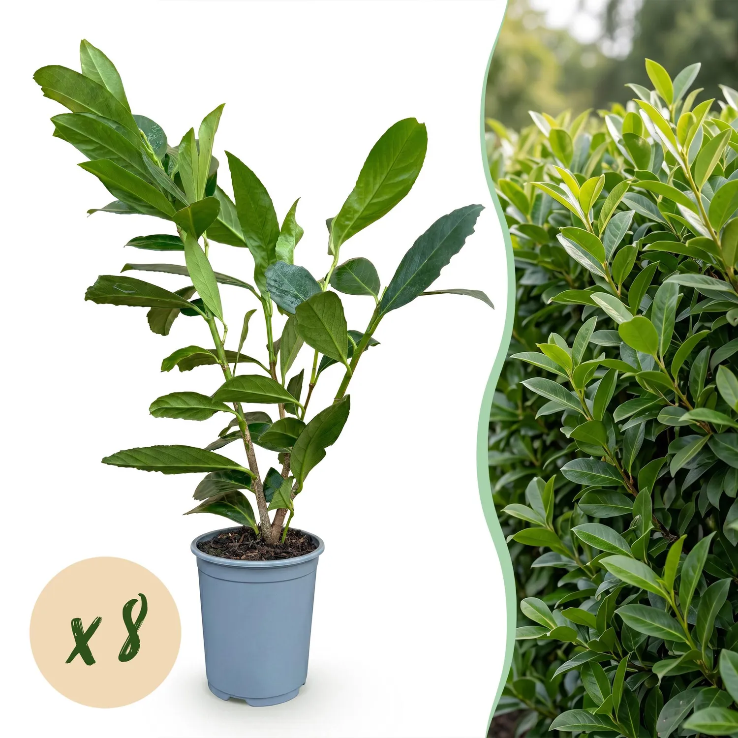Plant and Stories Laurier Caucasica haie 8 plants persistant