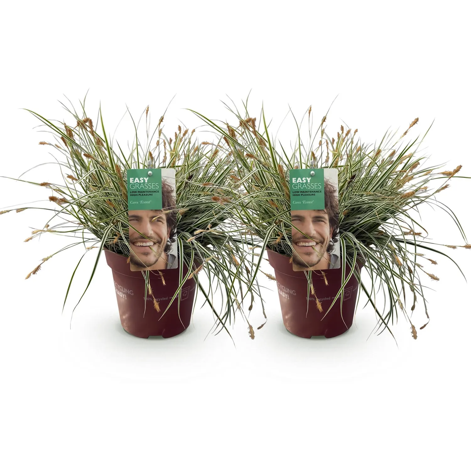 Plant and Stories Everest laîche 1 pot 17 cm panachée