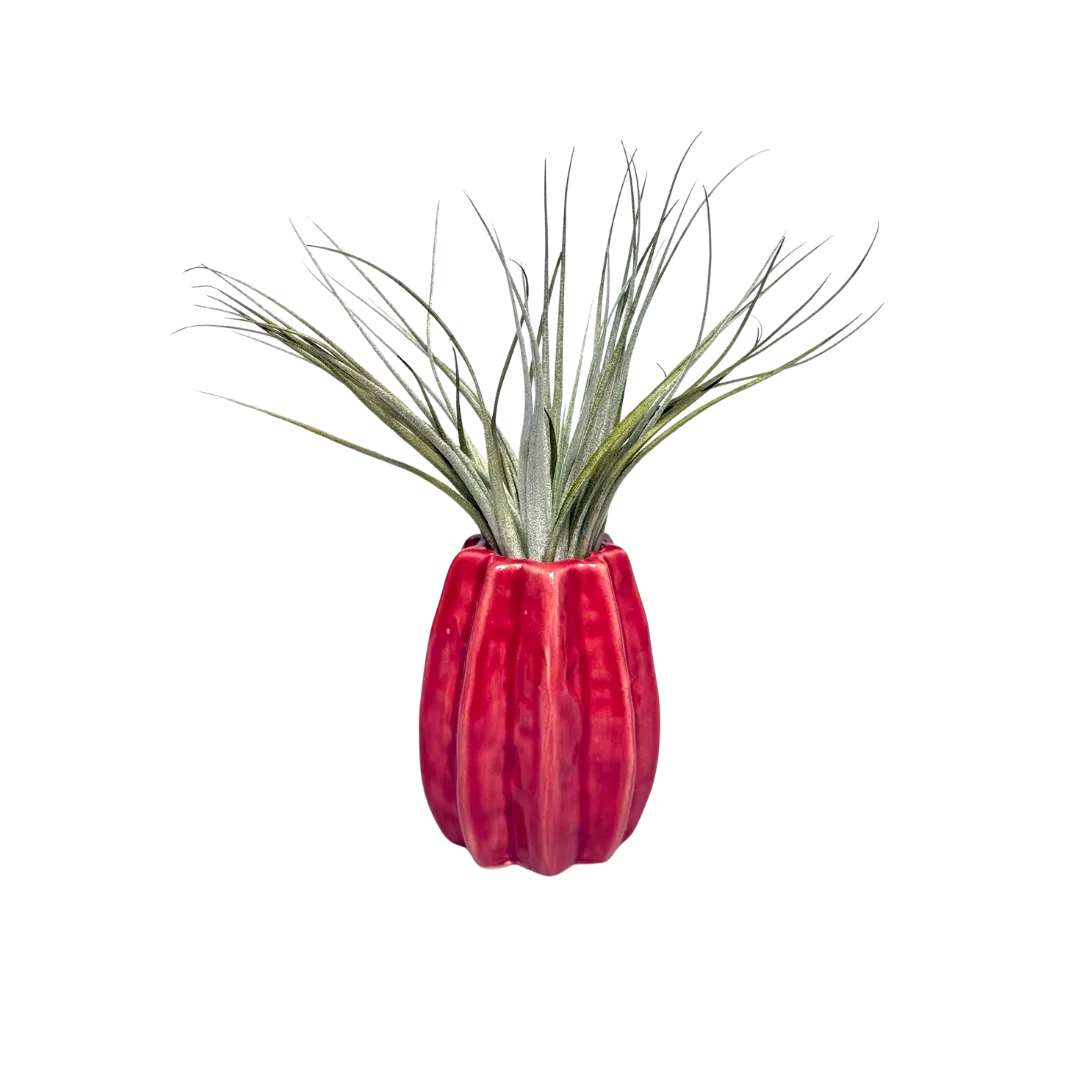 Airplantshop Carambola vase céramique rouge 7-11cm