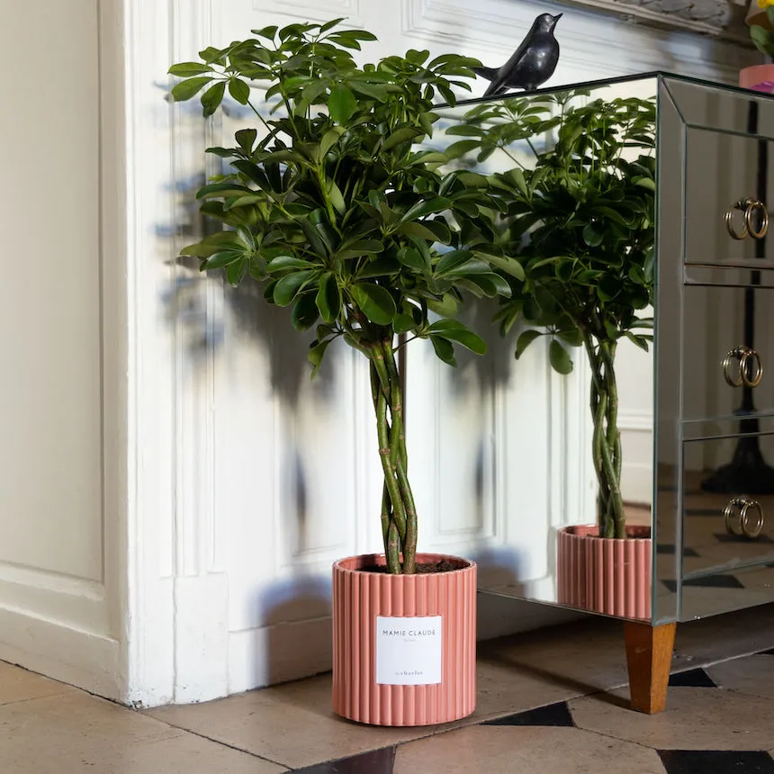 By Charlot La Pétillante schefflera plante pot 18 cm