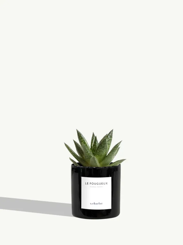 By Charlot Le Fougueux mini plante XS succulente