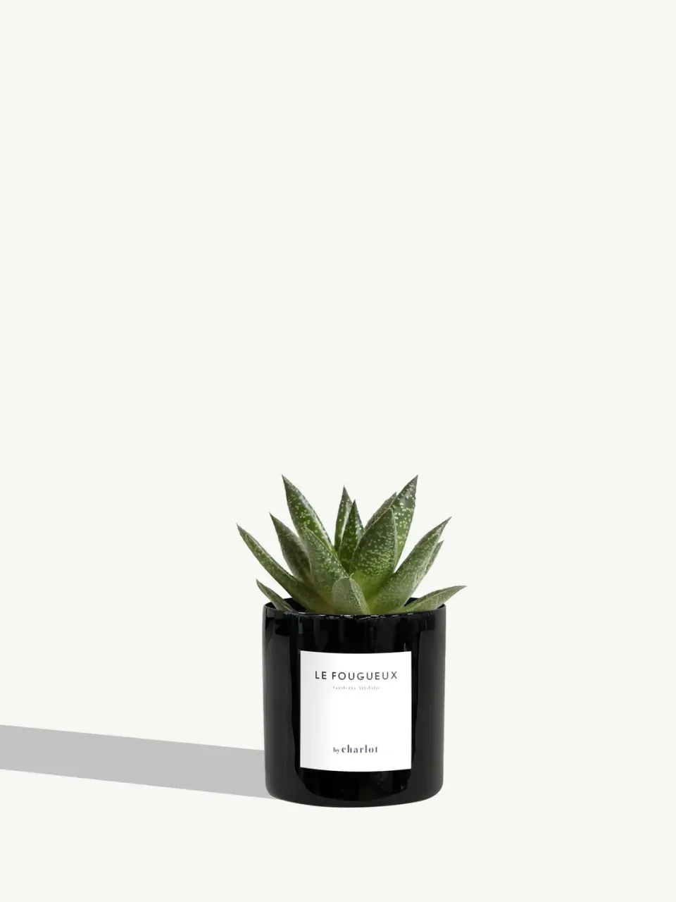 By Charlot Le Fougueux mini plante XS succulente