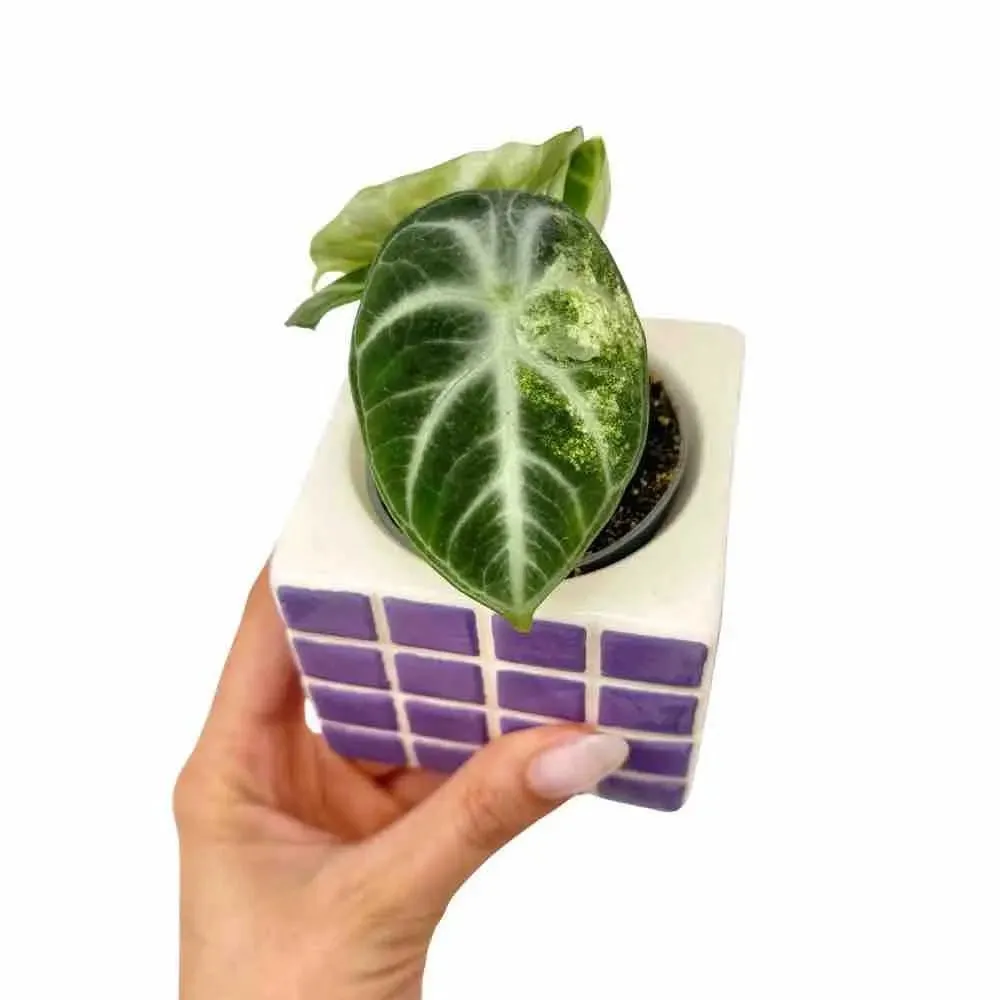 Plant and Stories Alocasia Ninja Variegata plante pot 6 cm