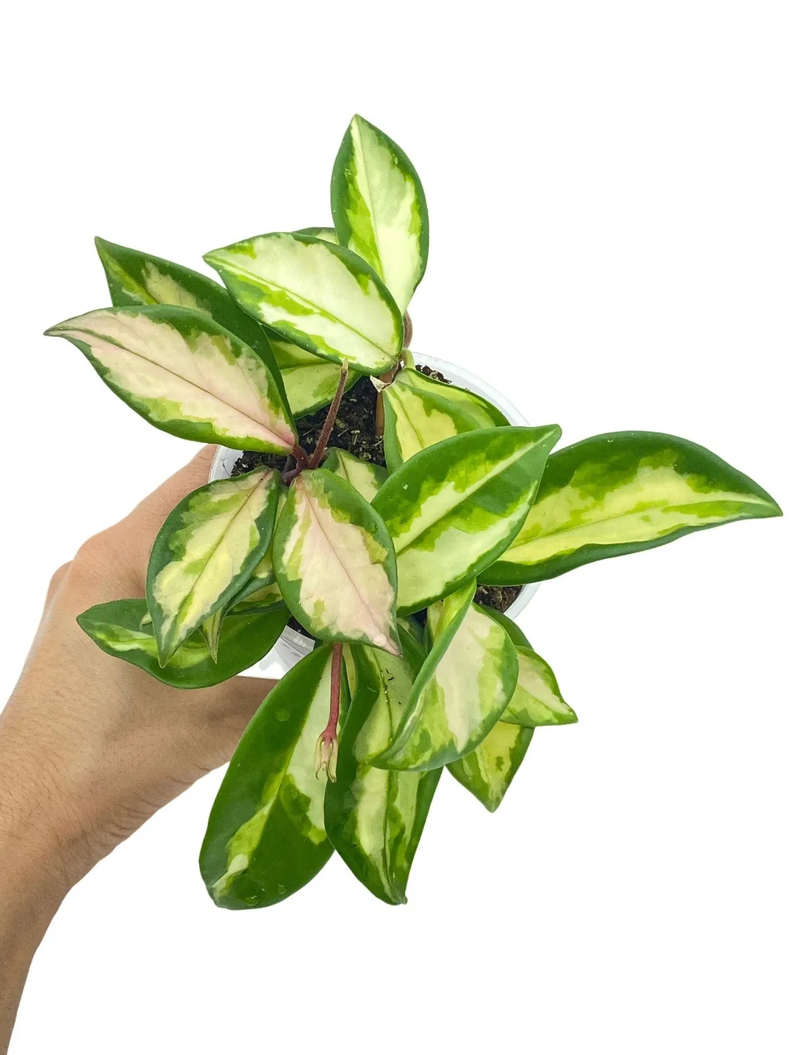 Plant and Stories Hoya Carnosa Krimson Princess plante pot 6 cm