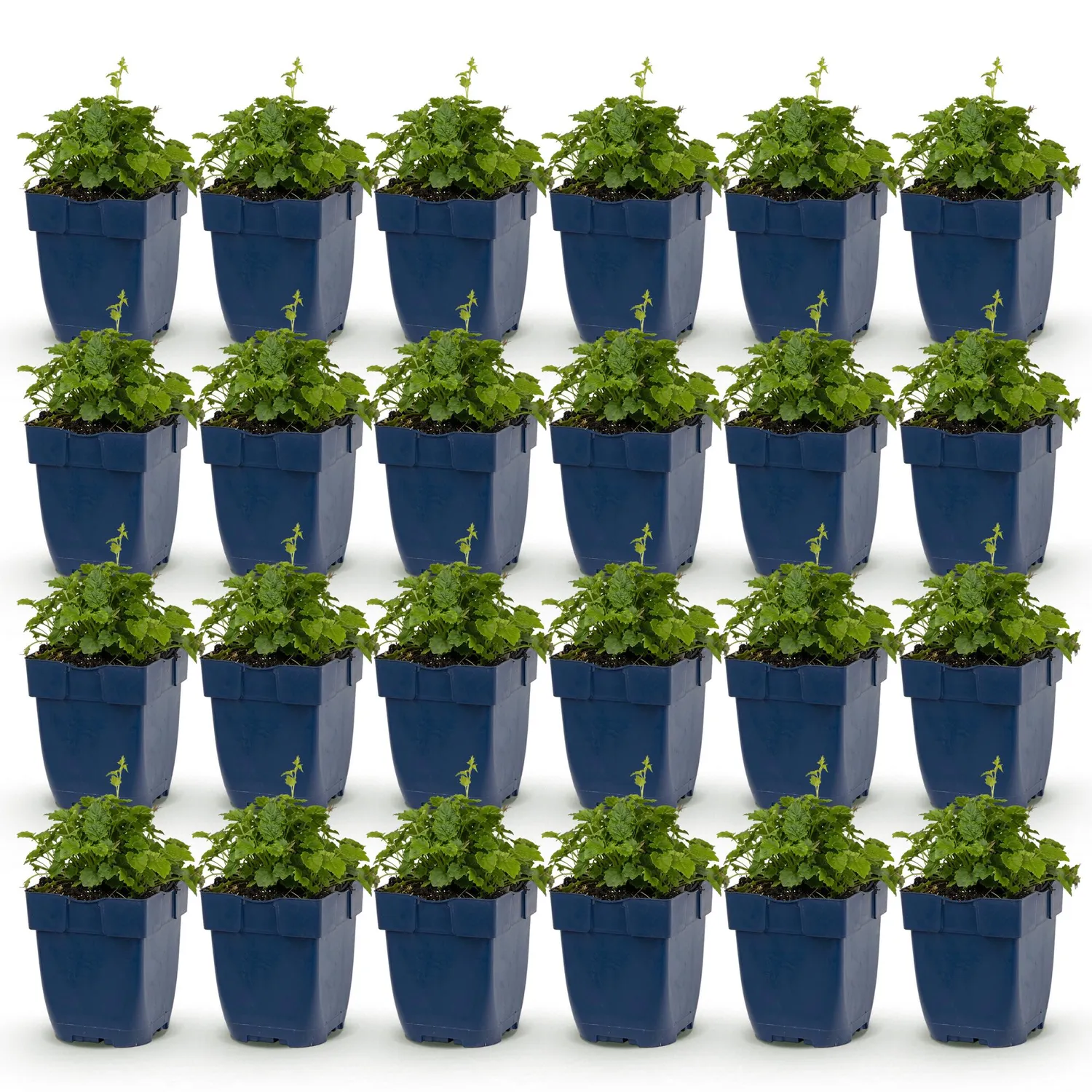 Plant and Stories Lisduggan campanule couvre-sol pot 11 cm 1 plant