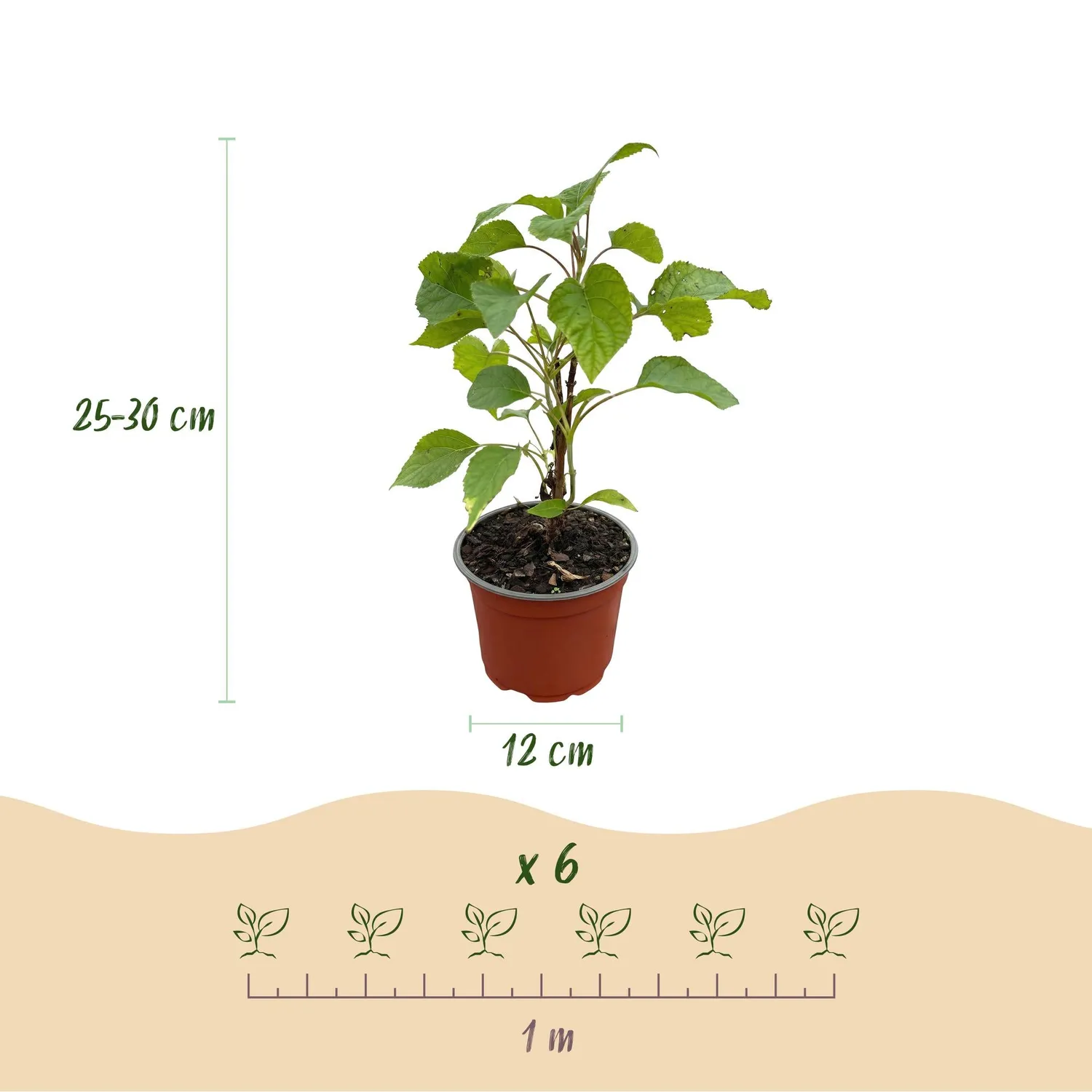 Plant and Stories Hortensia Annabelle arbuste 1 plant blanc