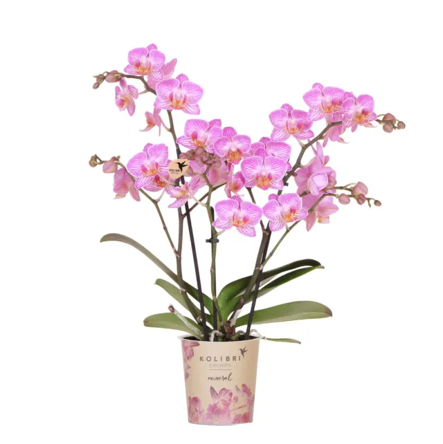Orchidée Phalaenopsis Switzerland rose pot 9 cm longue floraison