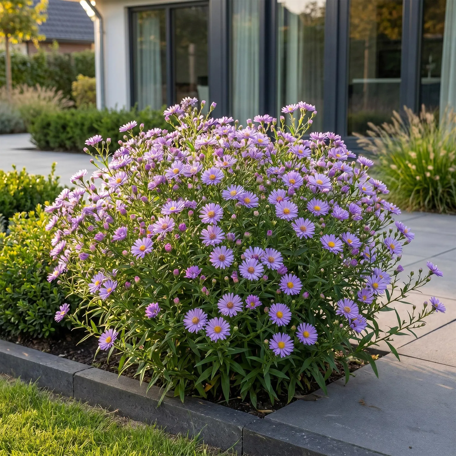 Plant and Stories Aster Méditerranée vivace pot 11 cm soleil
