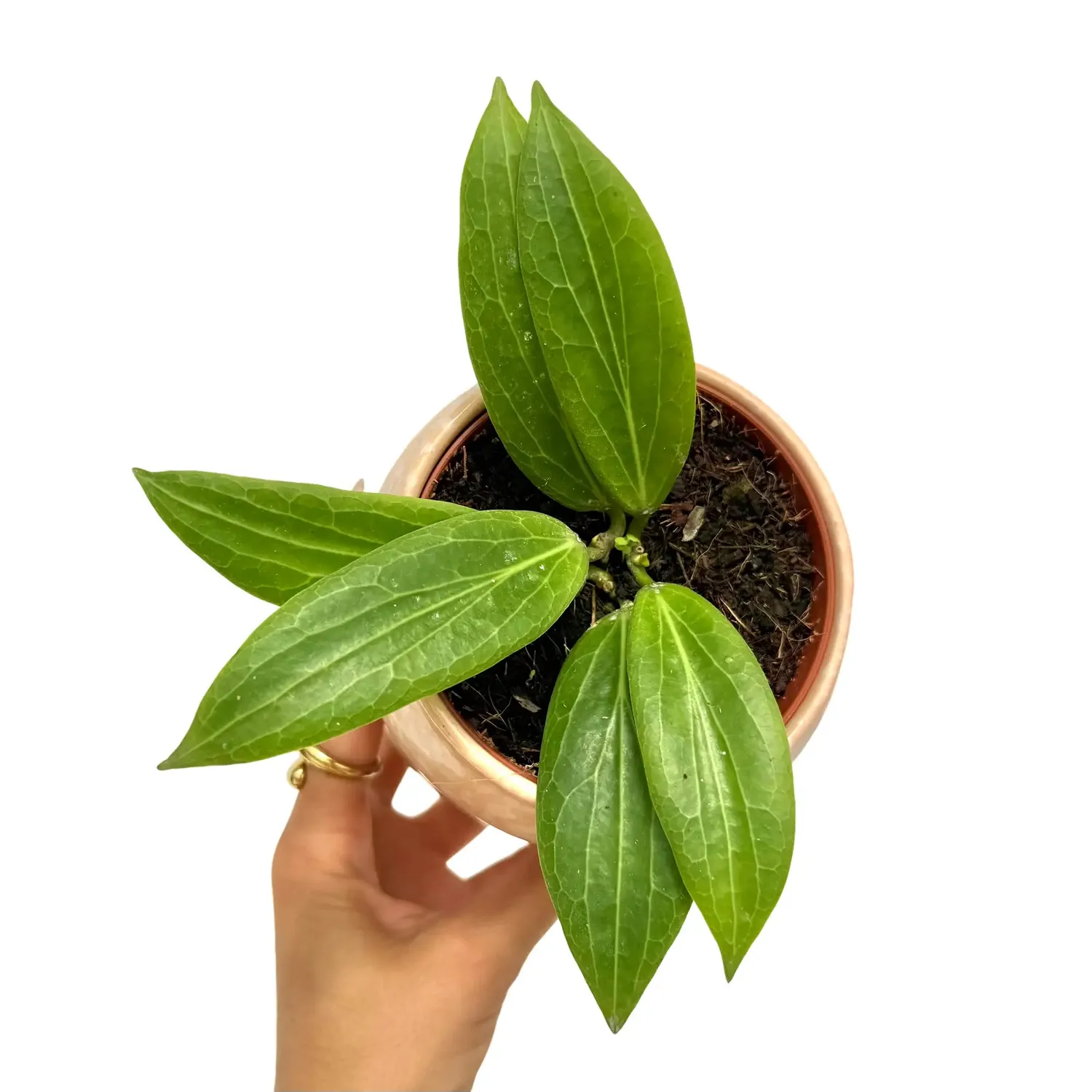 Plant and Stories Hoya Soligamiana plante d'intérieur pot 6 cm veloutée