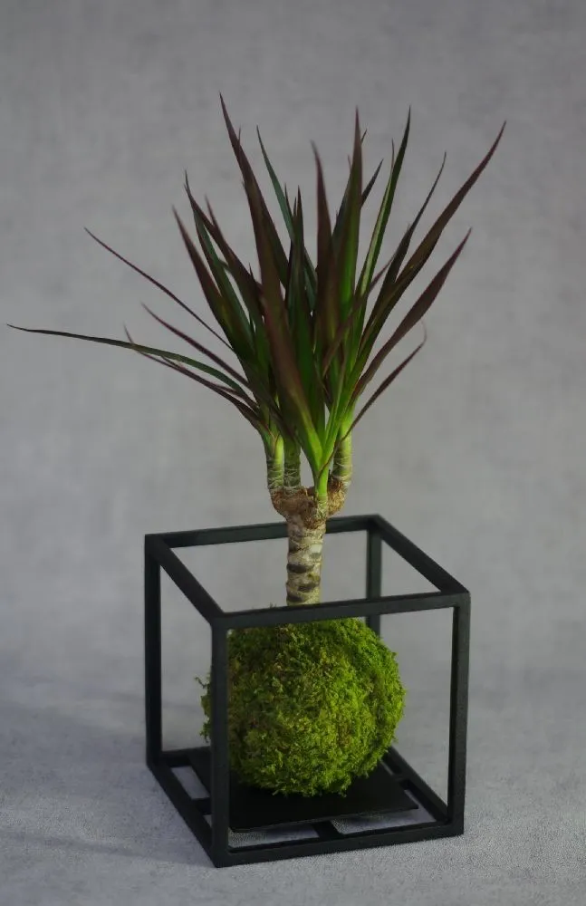 Aquaphyte Volcan Rwanda Ni kokedama dracaena graphique