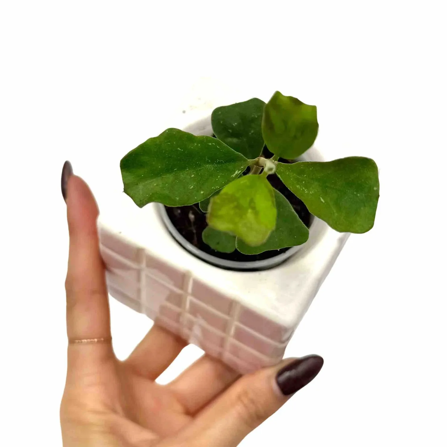 Plant and Stories Hoya Manipurensis plante d’intérieur pot 6cm