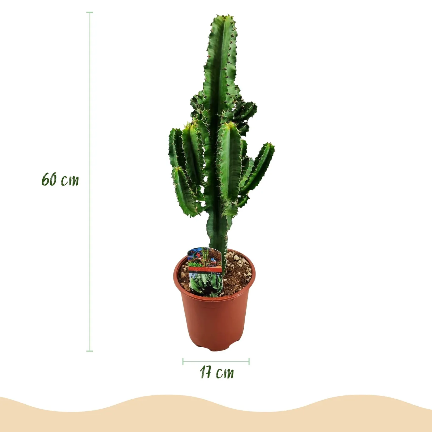Plant and Stories Euphorbia Eritrea plante d'intérieur 1 plante 60 cm