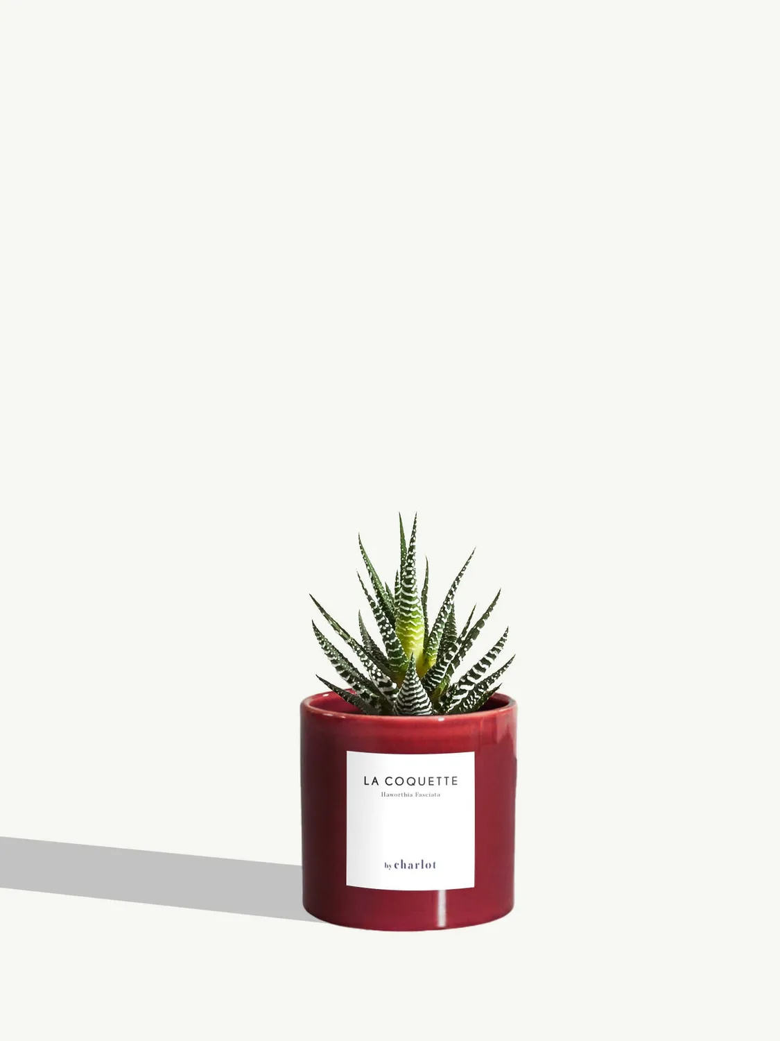 By Charlot La Coquette haworthia succulente pot 8 cm