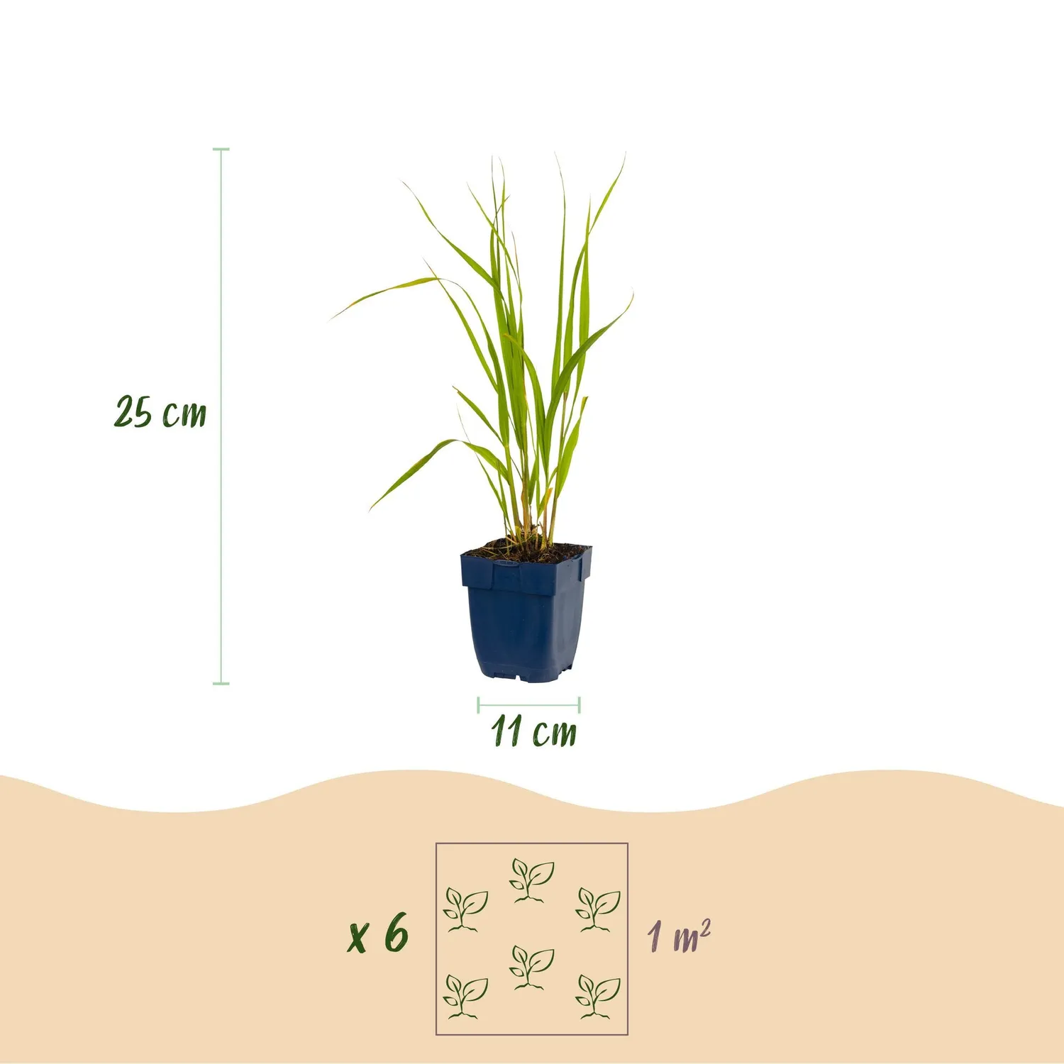 Plant and Stories Molinia Heidebraut graminée pot 11 cm lot 6 plants
