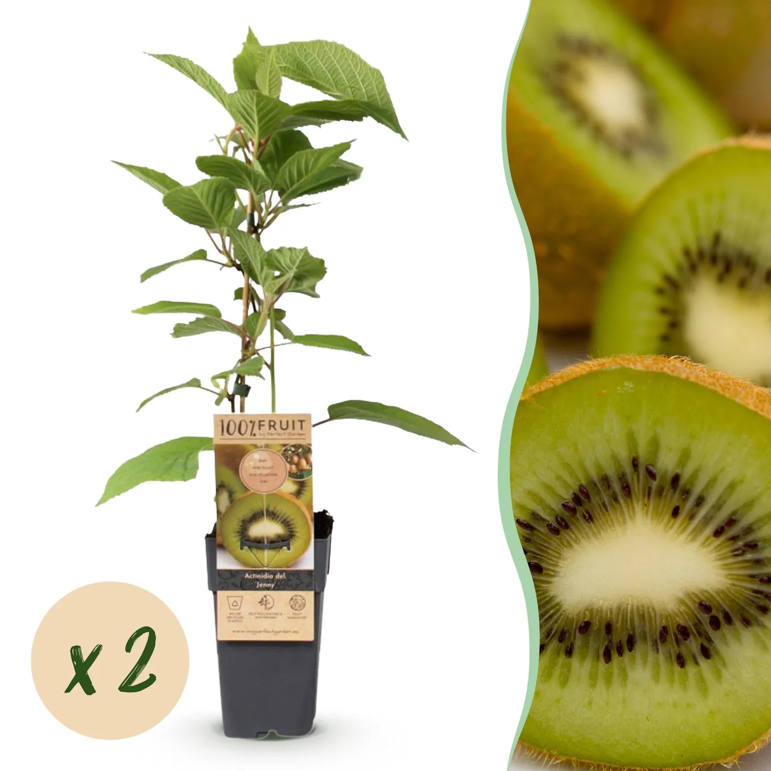 Plant and Stories Jenny kiwi fruitier grimpant 2 plants pot 15 cm