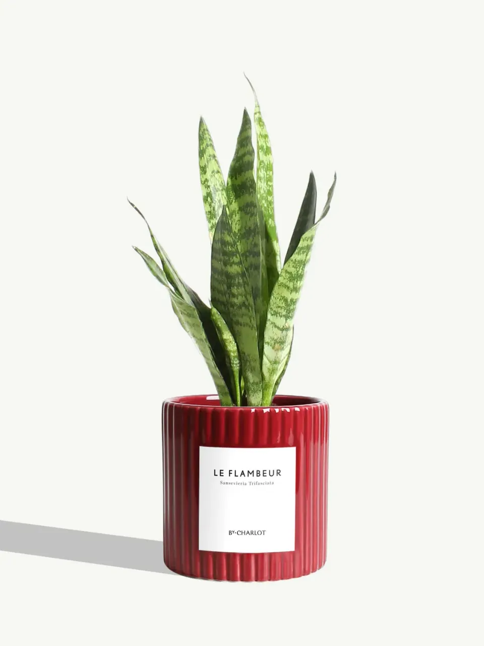 By Charlot Le Flambeur plante verte sansevieria S