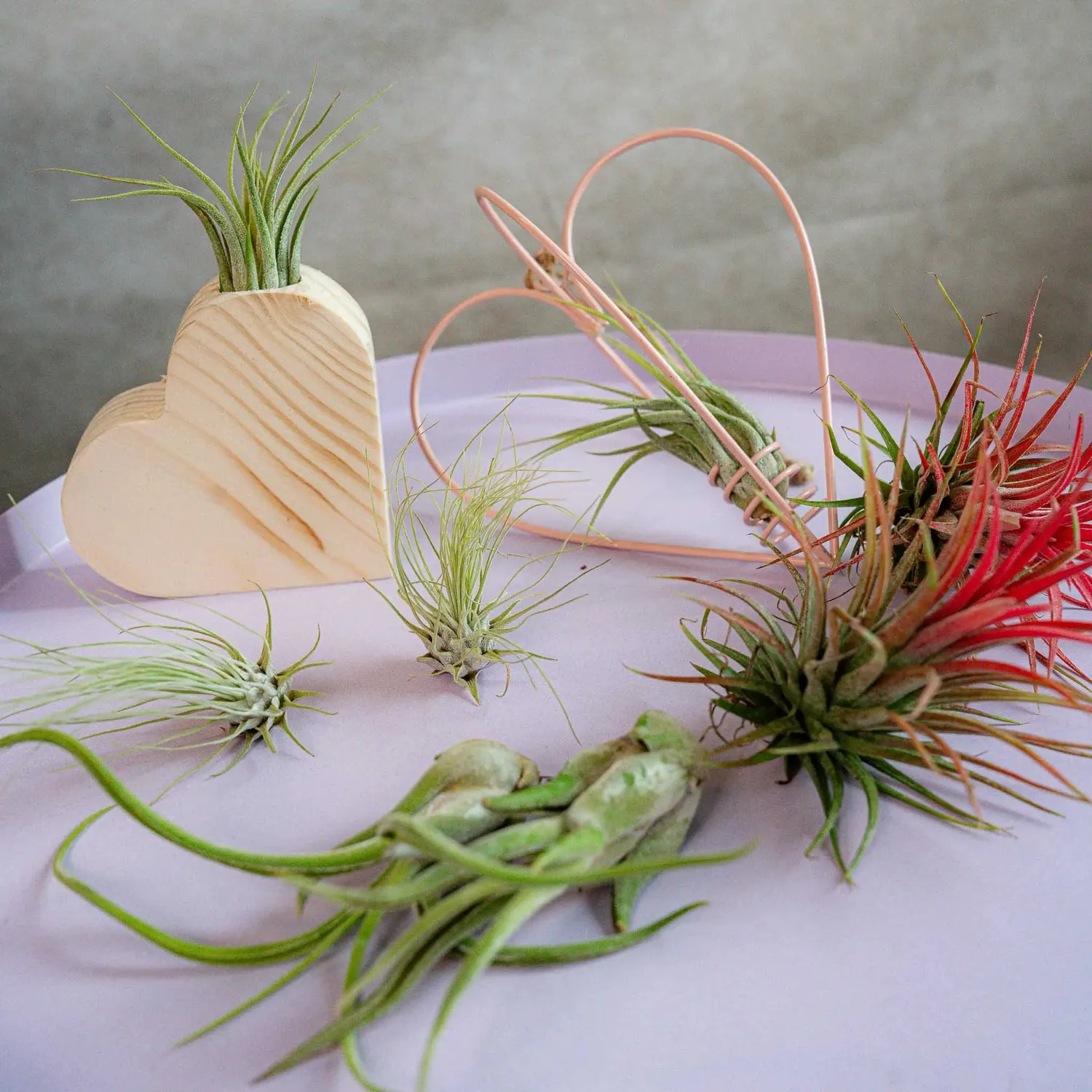 Airplantshop Love Box coffret cadeau 8 plantes aériennes
