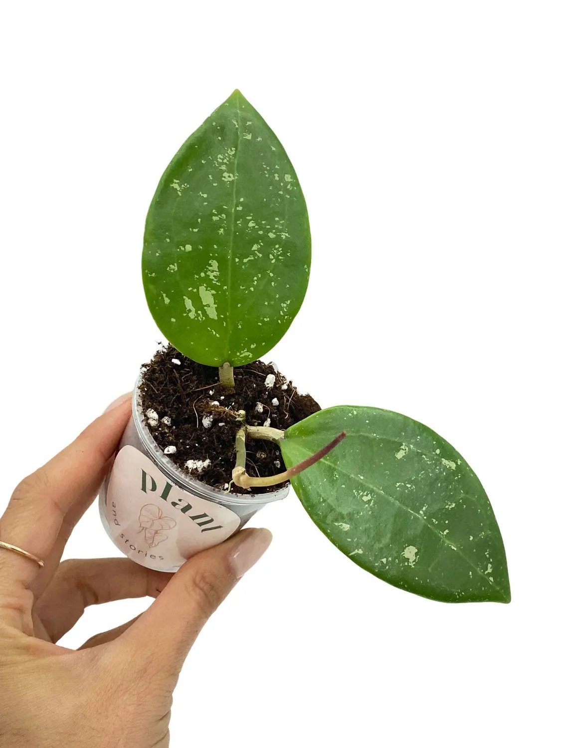 Plant and Stories Parasitica hoya pot 6 cm grimpante