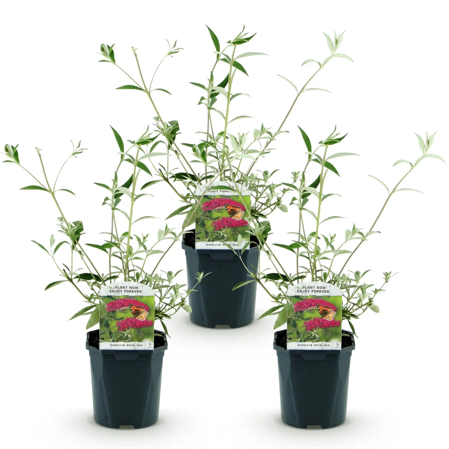 Plant and Stories Buddleia Royal Red arbuste pot 17cm rouge