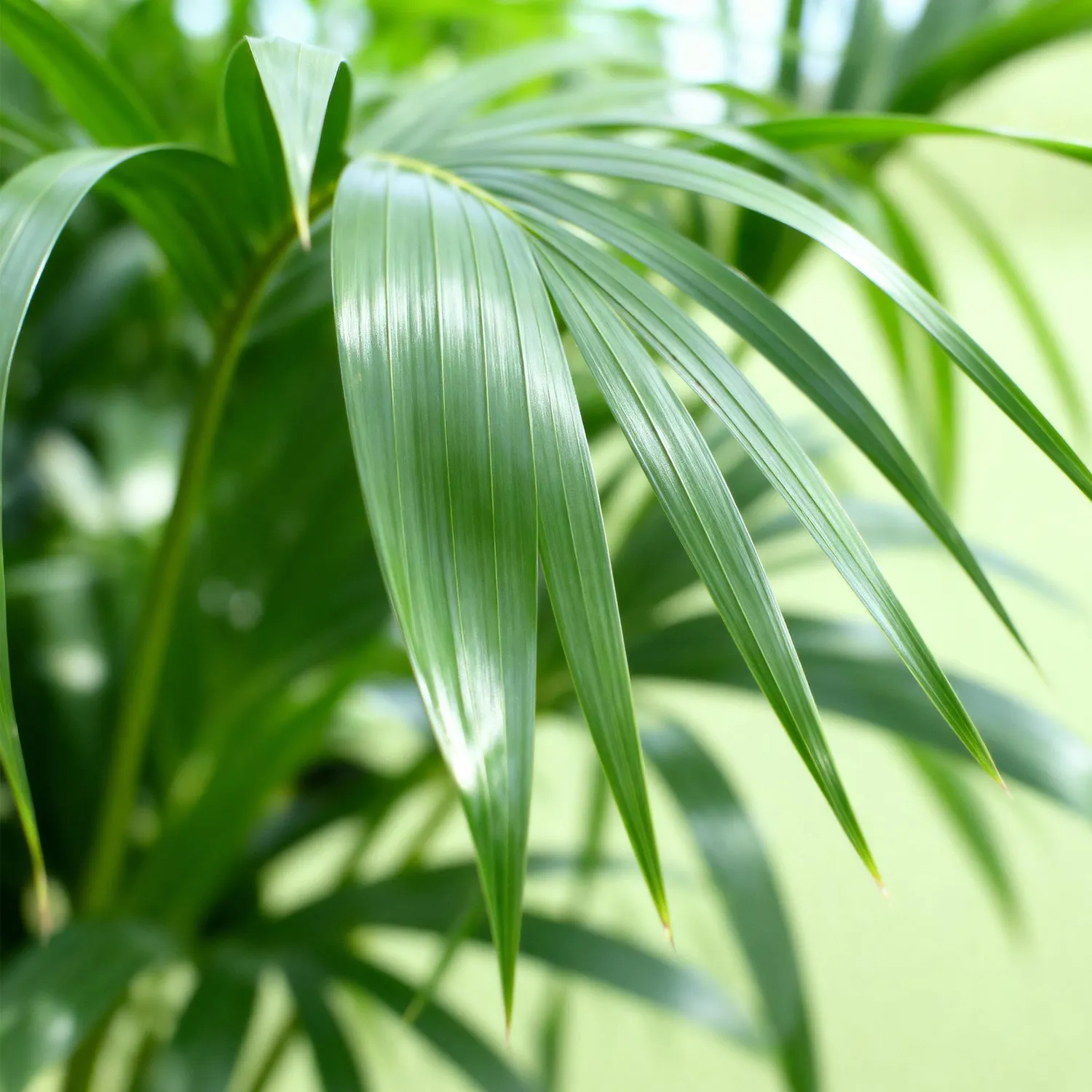 Plant and Stories Howea Forsteriana palmier pot 17 cm 70 cm Kentia