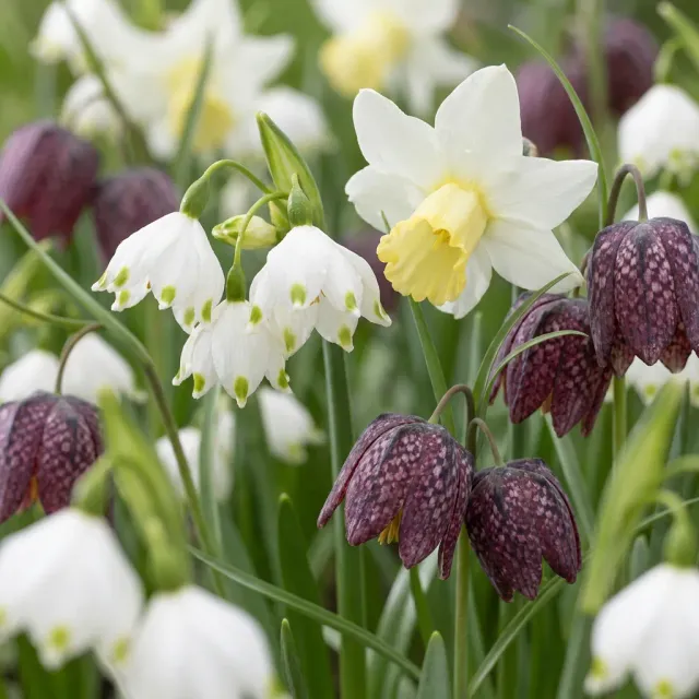 Plant and Stories mélange bulbes jardin humide 30 bulbes