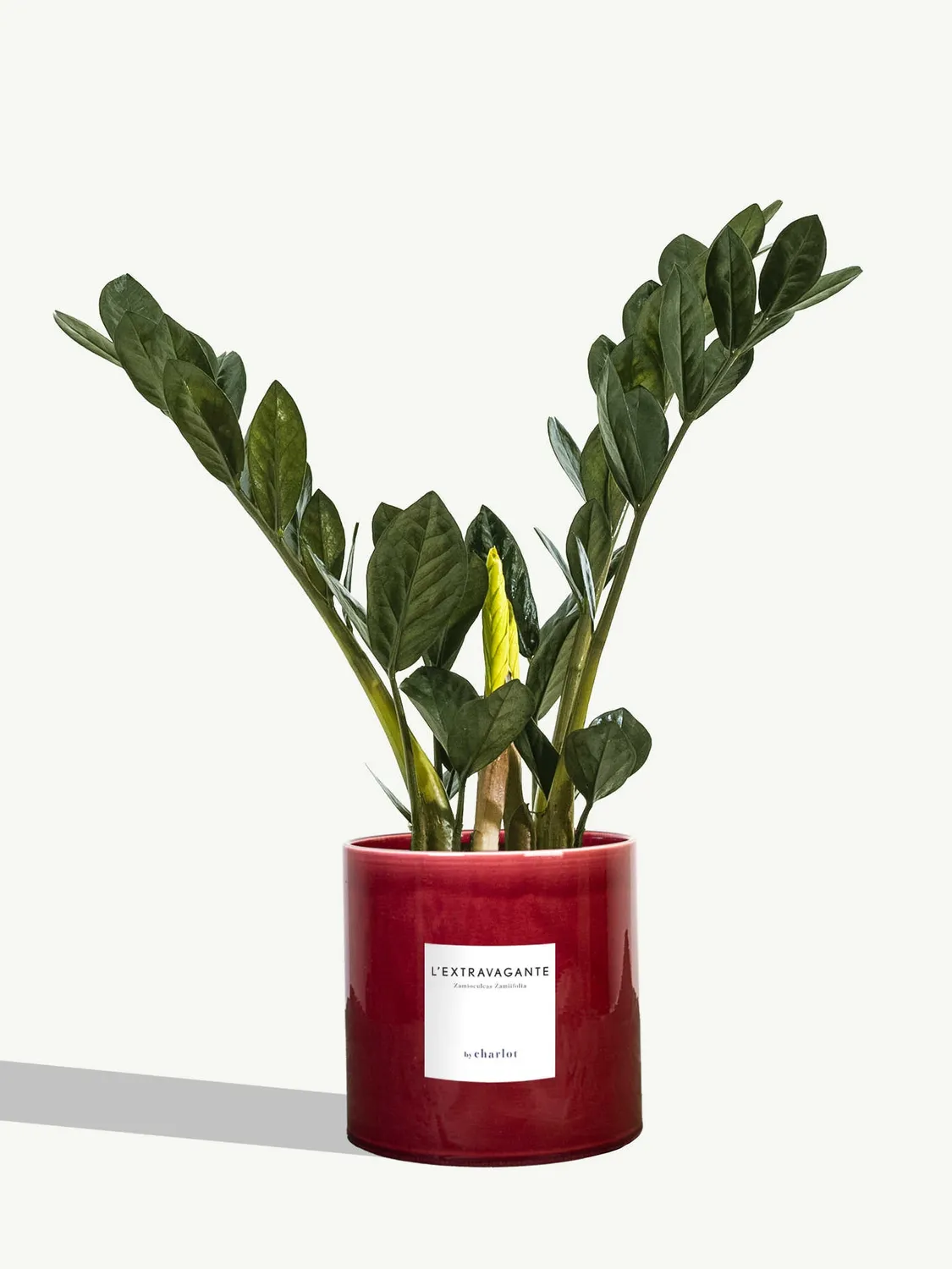 By Charlot L'Extravagante zamioculcas 50 cm pot 14 cm