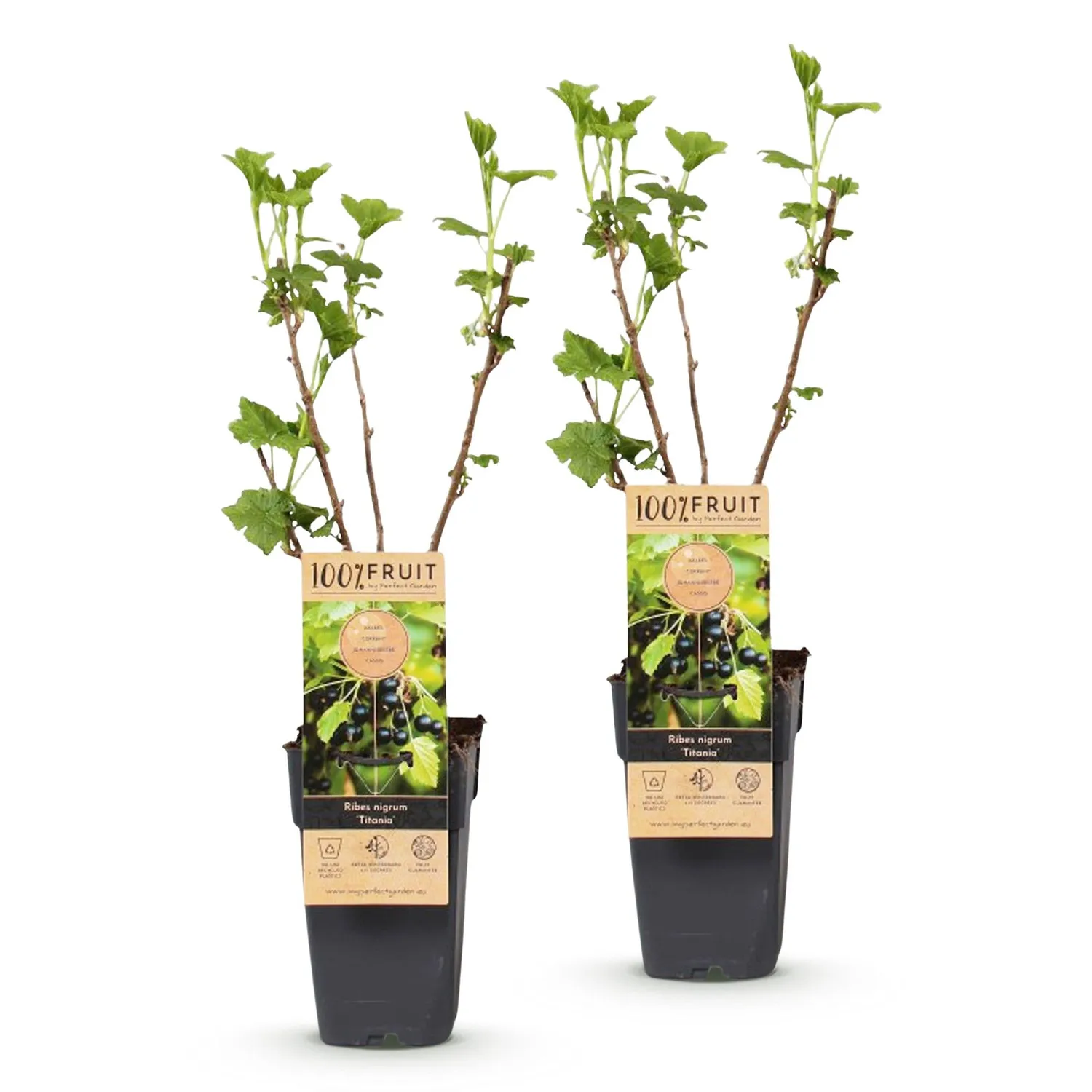 Plant and Stories Titania cassissier lot 2 pots 15 cm rustique