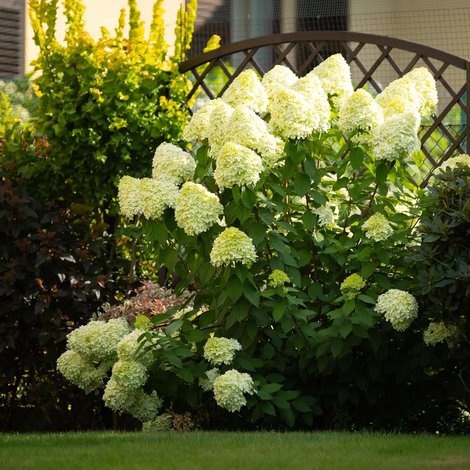 Plant and Stories Limelight hortensia 1 plant pot 17 cm rustique