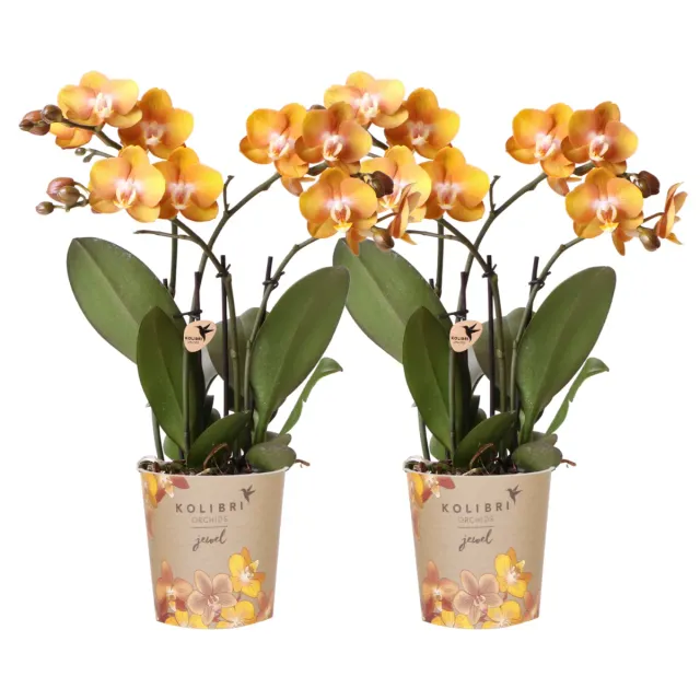 Plant and Stories Las Vegas orchidée phalaenopsis orange 2 x 12 cm
