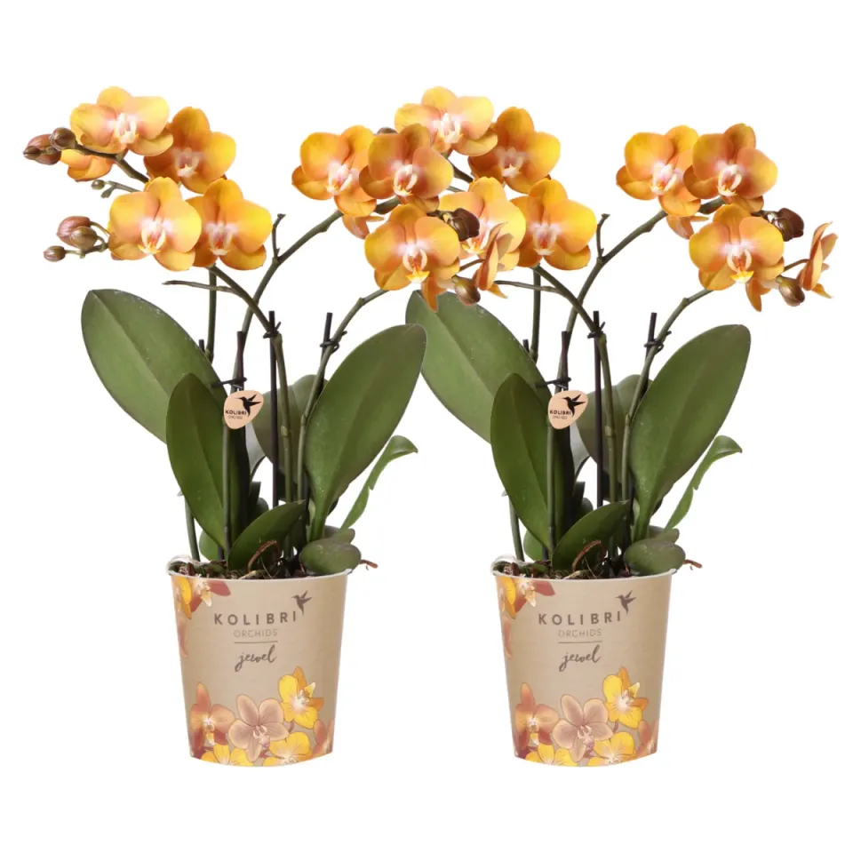 Plant and Stories Las Vegas orchidée phalaenopsis orange 2 x 12 cm