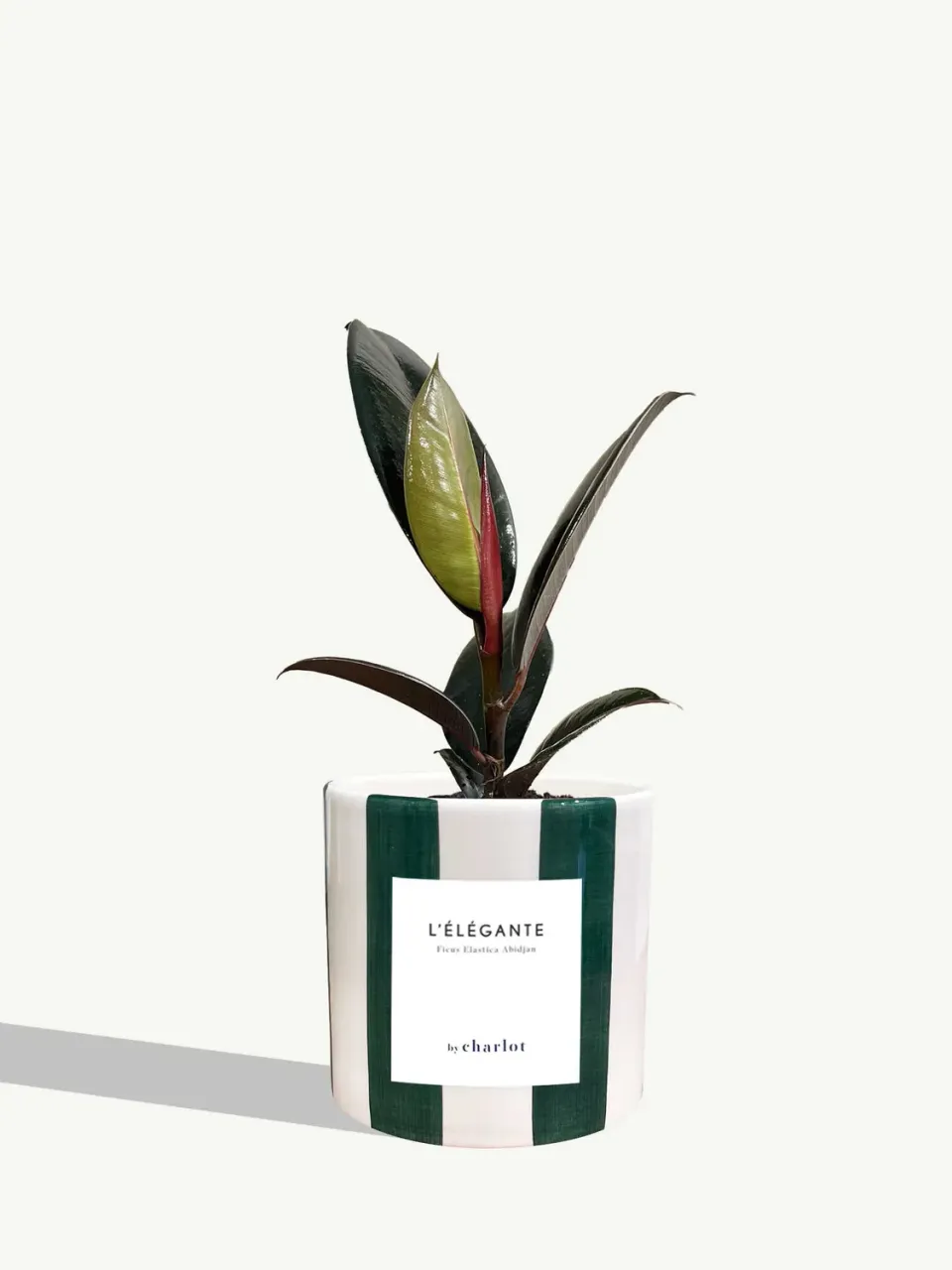 By Charlot L'Élégante plante verte céramique vert rayé