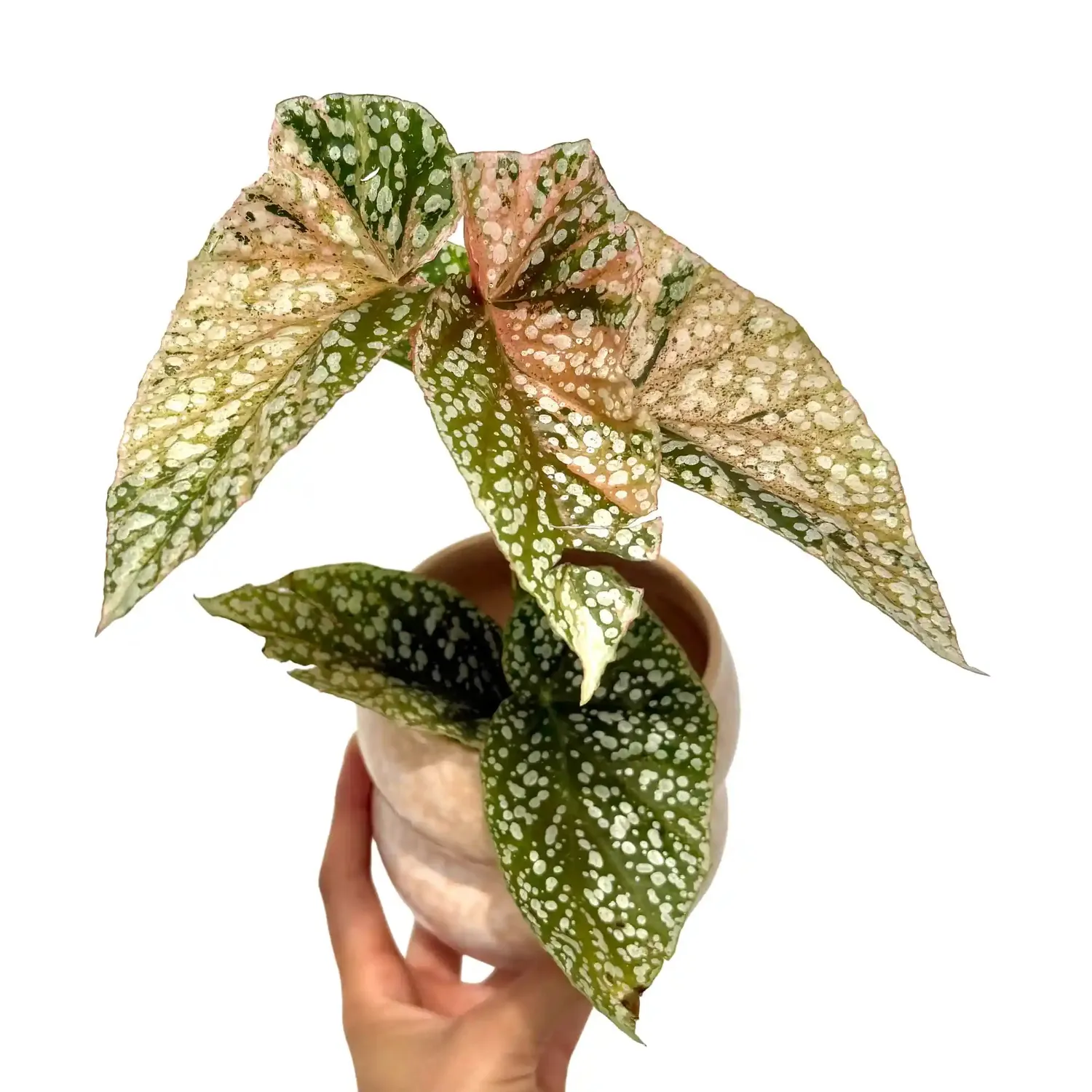 Plant and Stories Begonia Snowcap Variegata plante pot 7 cm