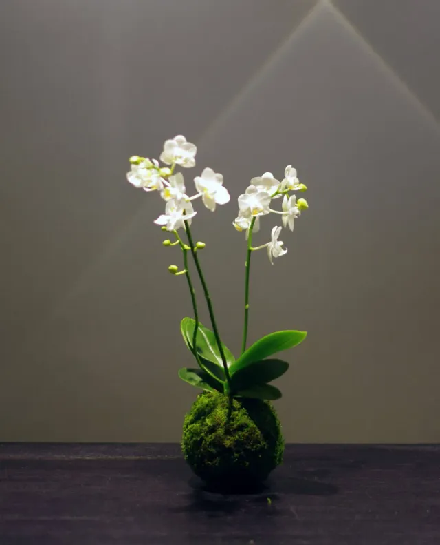 Aquaphyte Phalae Ichi kokedama orchidee phalaenopsis fleuri