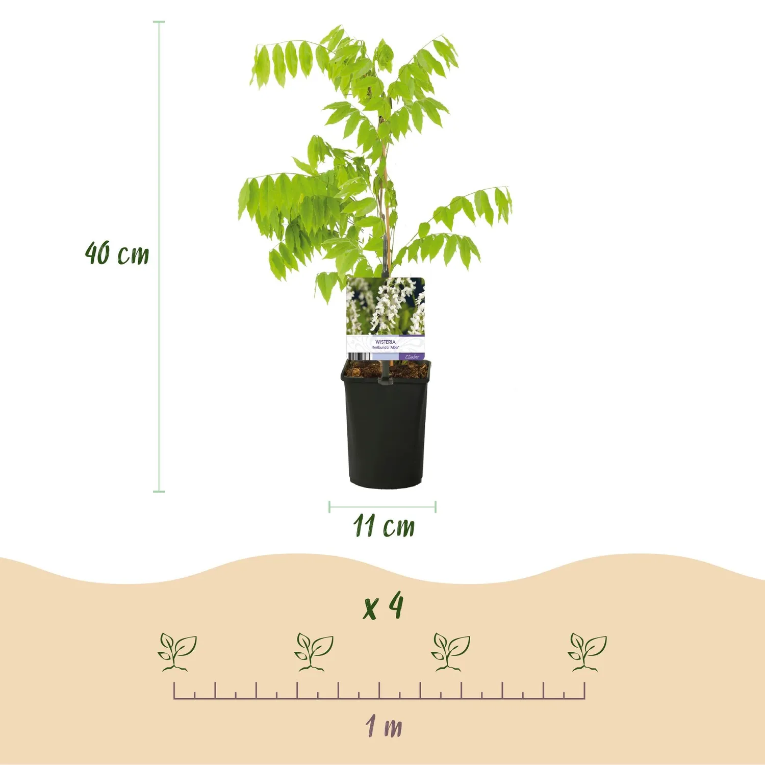 Plant and Stories Glycine Alba Wisteria grimpante pot 11cm soleil