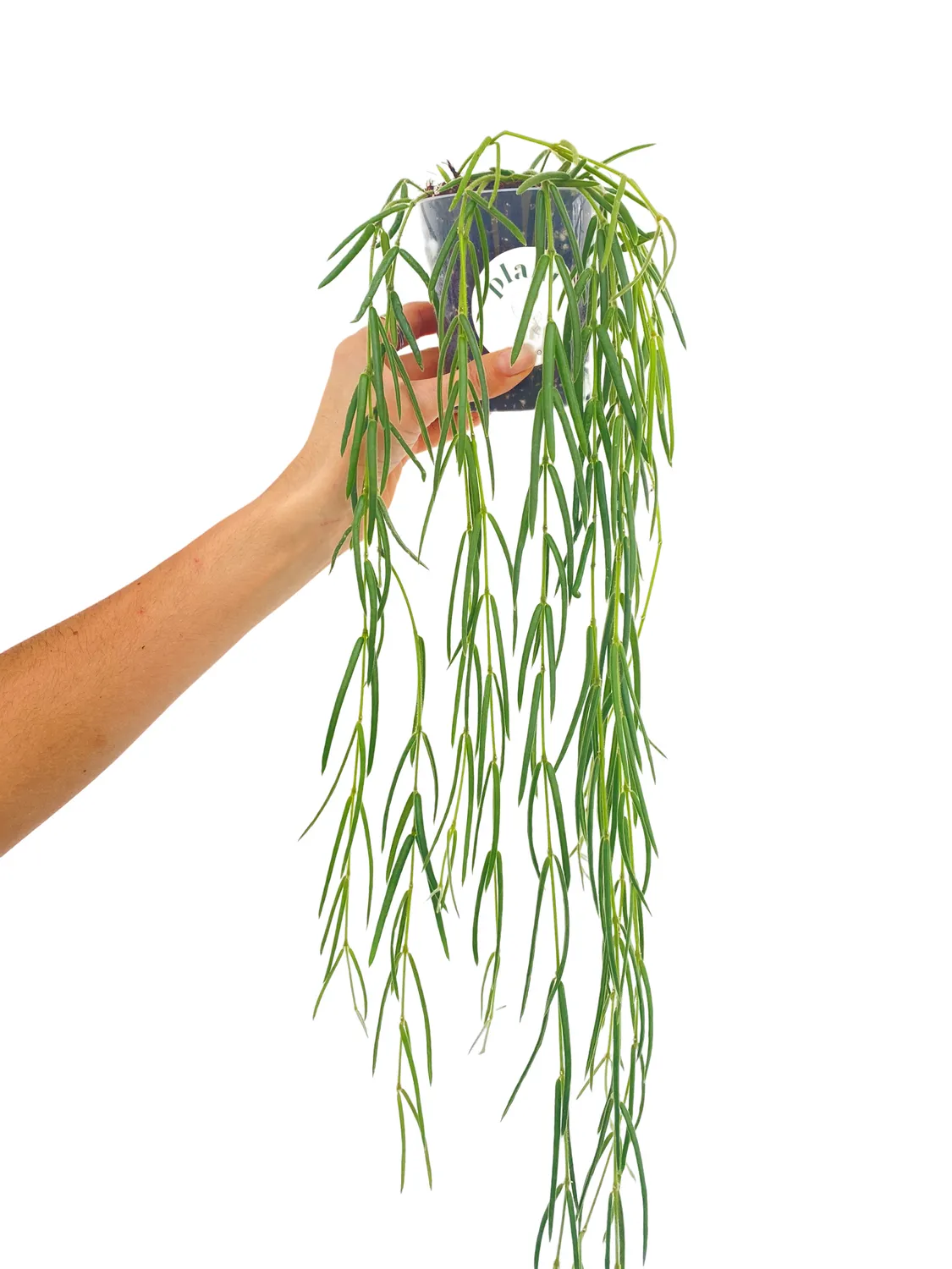 Plant and Stories Hoya Linearis pot 9 cm velouté